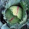 Mooncabbage