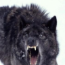 blackwarwolf