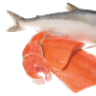 Pacific_Salmon