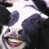 A Happy Cow